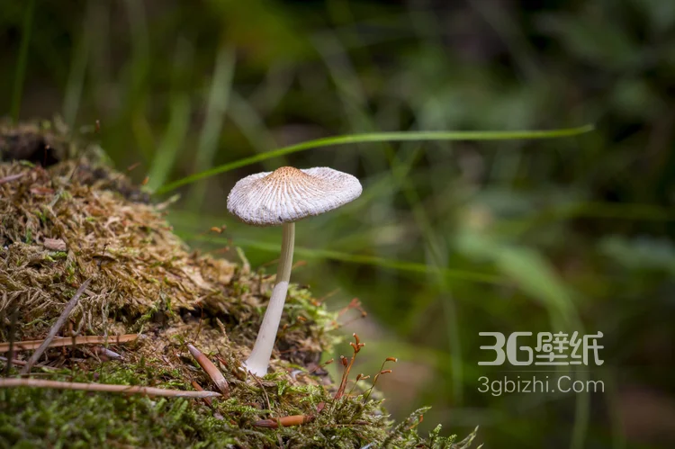 森林里的各种类蘑菇的高清图片13