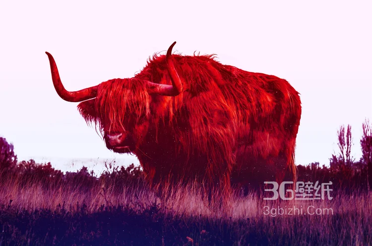 动物界的洗剪吹“牦牛”图片大全3