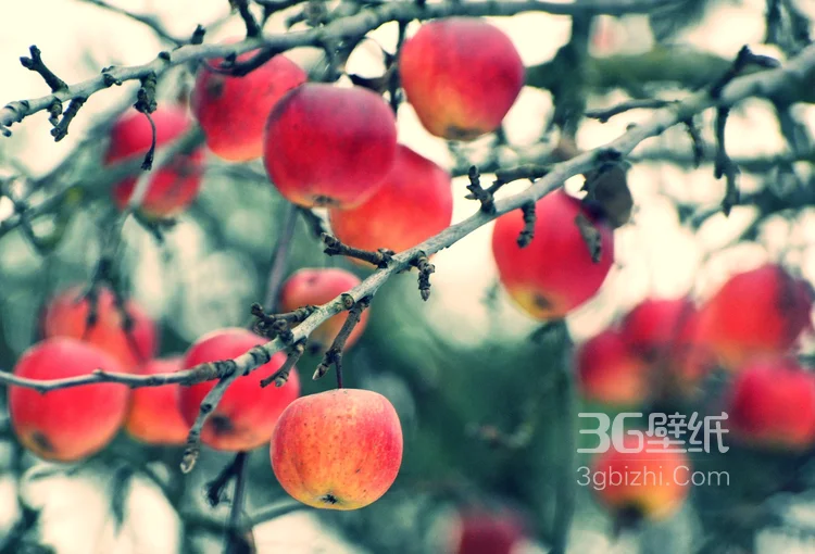 爽脆可口的水果“苹果”高清图片5