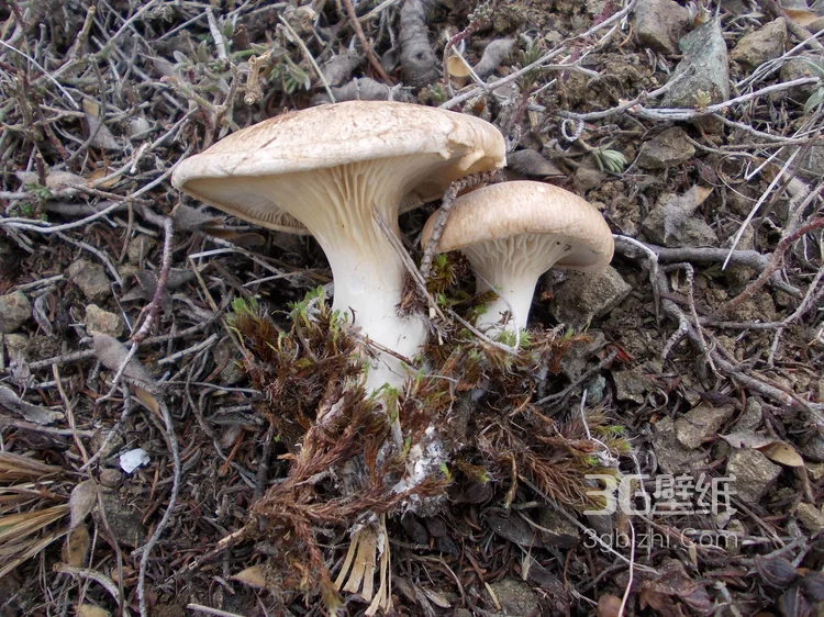 森林里的各种类蘑菇的高清图片6