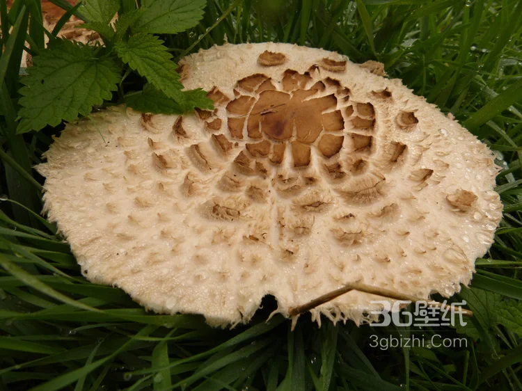 森林里的各种类蘑菇的高清图片4