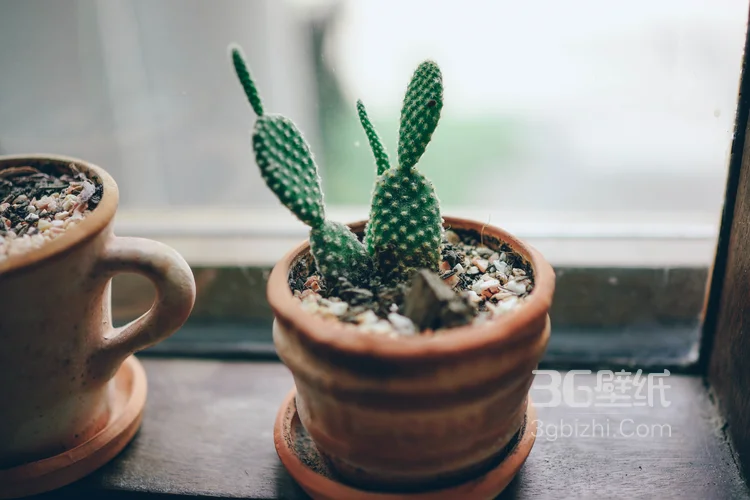 仙人掌，开花的仙人掌图片大全8