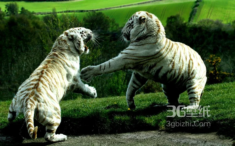 虎中贵族“白虎”图片大全13