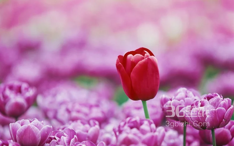 各种颜色唯美的郁金香花图片大全2