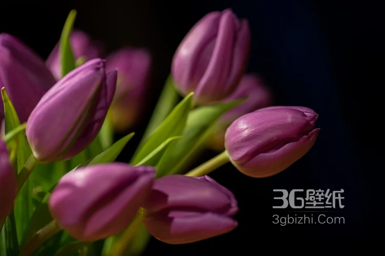 紫色唯美的郁金香图片10