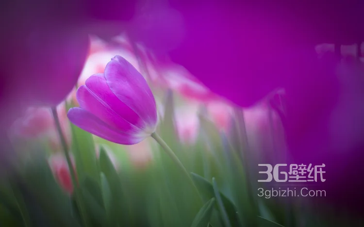 紫色唯美的郁金香图片7