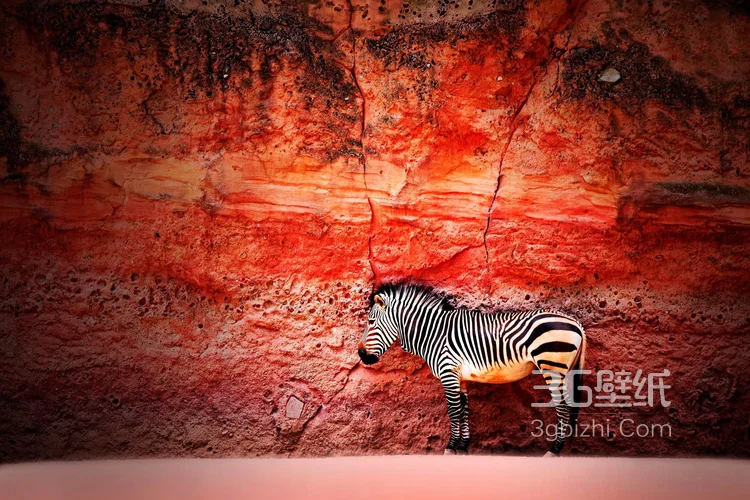 群居动物“斑马”的高清图片11