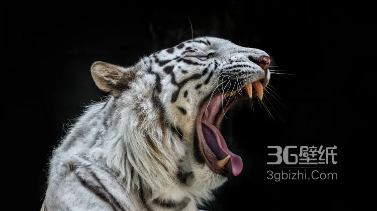 虎中贵族“白虎”图片大全2