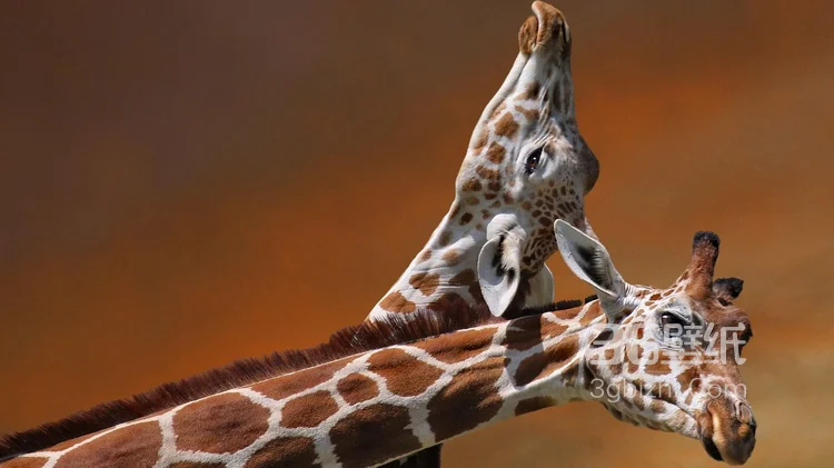 动物模特长颈鹿动物图片大全6