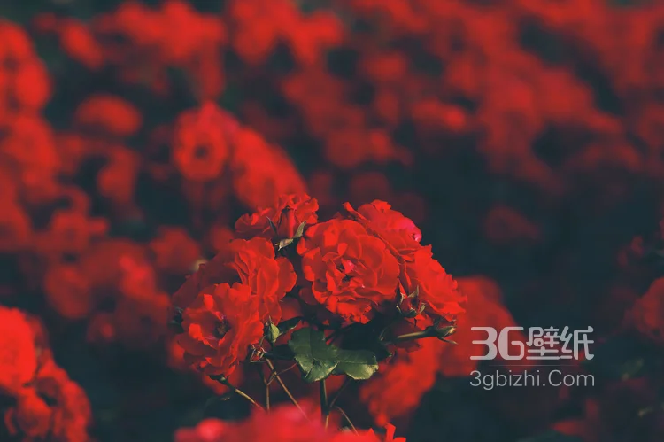 艳丽的红色玫瑰花植物花卉图片10