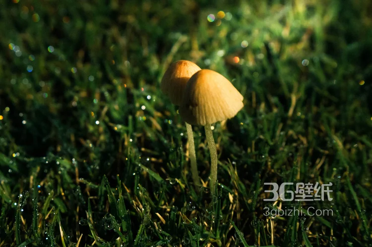 森林里的各种类蘑菇的高清图片2