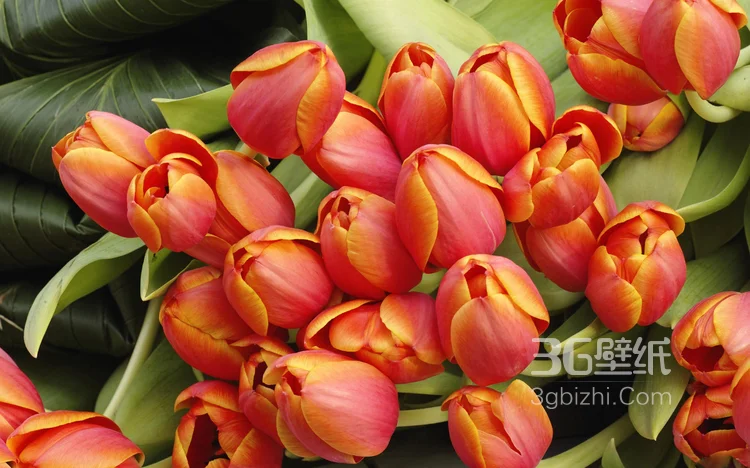 各种颜色唯美的郁金香花图片大全13