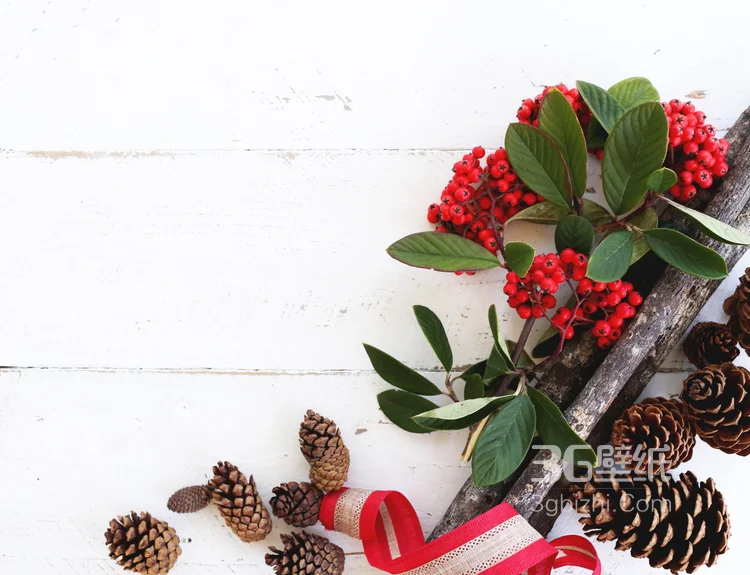 松鼠的美食“松果”的图片1