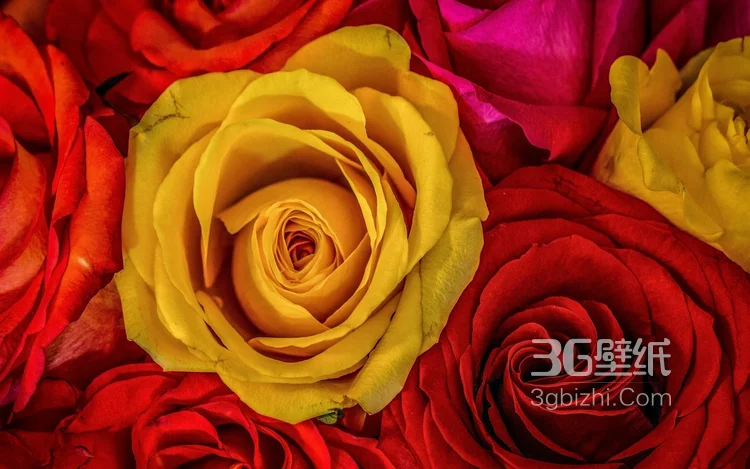 血色玫瑰，情人专属，示爱花卉“玫瑰花”图片9