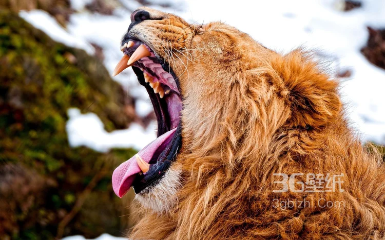 披头散发的雄性狮子图片19