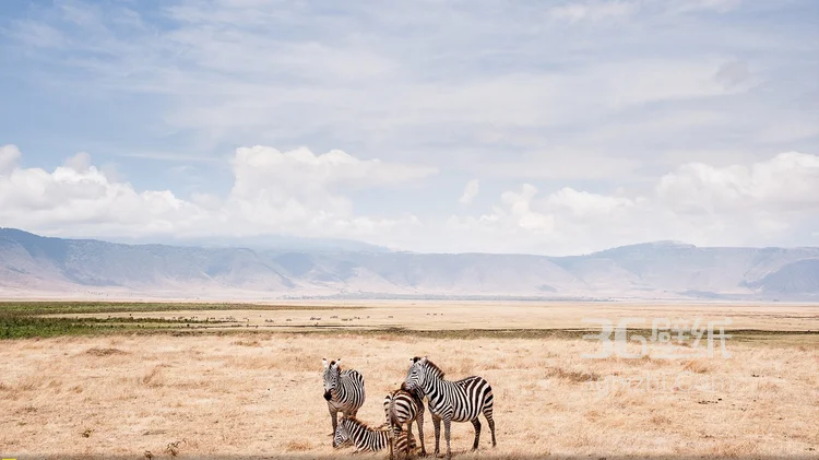 群居动物“斑马”的高清图片8