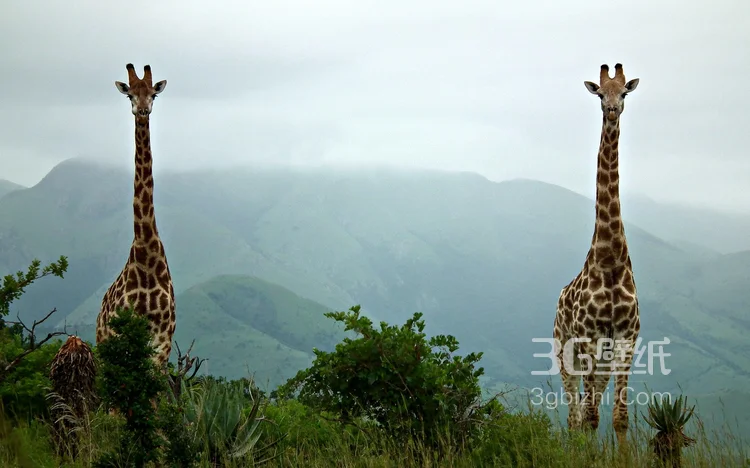 动物模特长颈鹿动物图片大全2