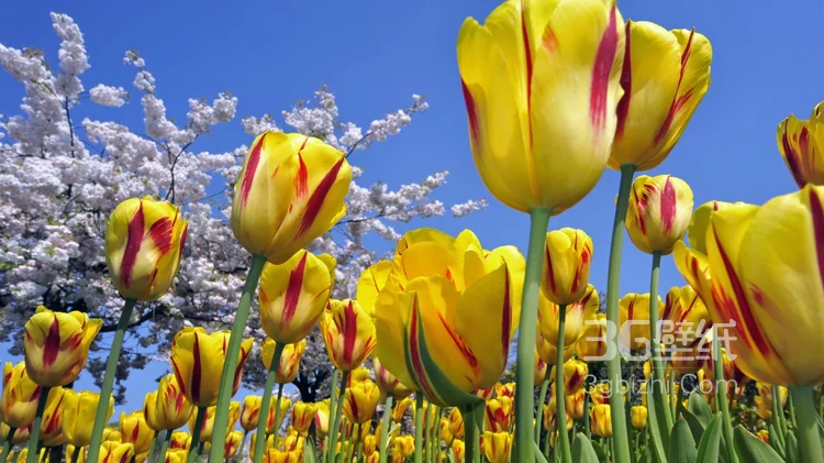 各种颜色唯美的郁金香花图片大全11