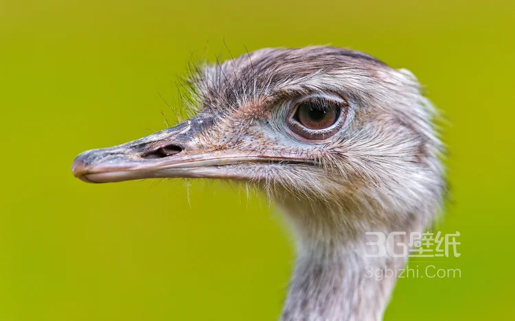 跑步小能手-鸵鸟图片3