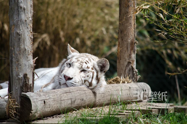 虎中贵族“白虎”图片大全4