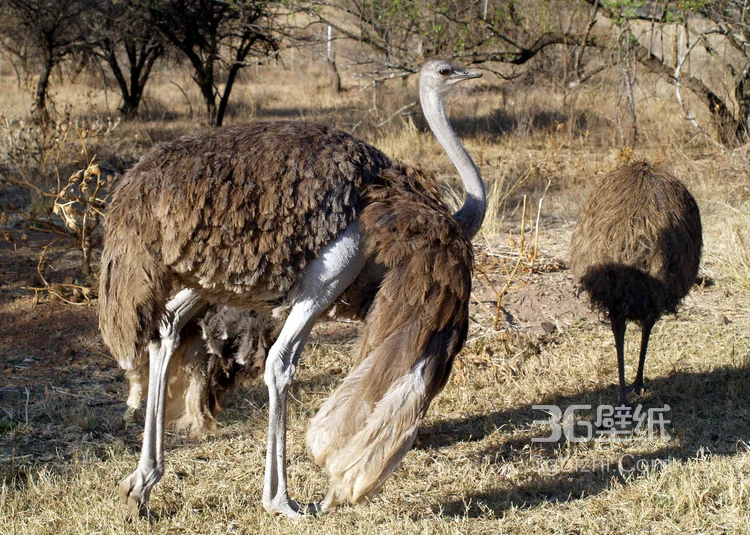 跑步小能手-鸵鸟图片8