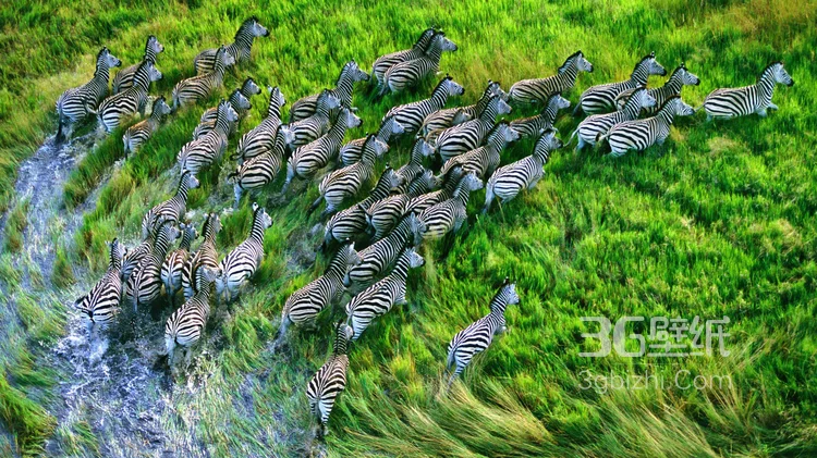 群居动物“斑马”的高清图片13