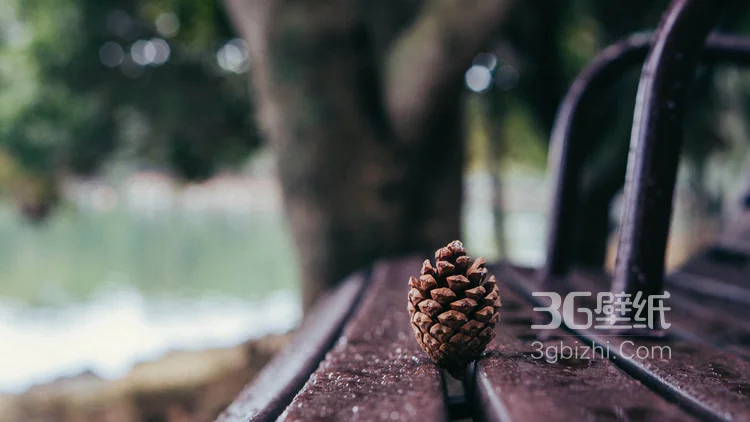 松鼠的美食“松果”的图片5