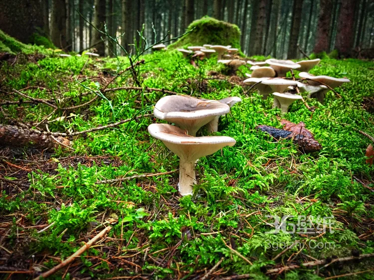 森林里的各种类蘑菇的高清图片3