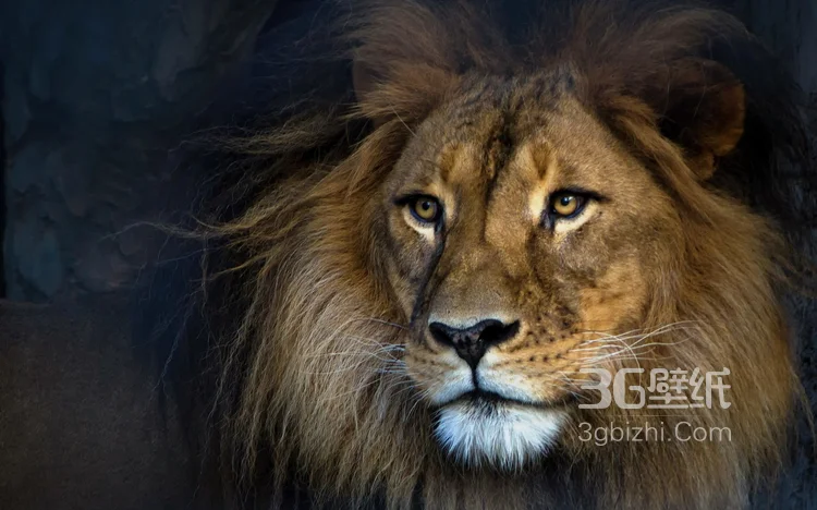披头散发的雄性狮子图片8