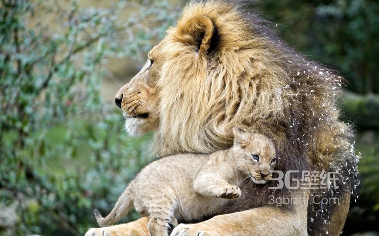 披头散发的雄性狮子图片10