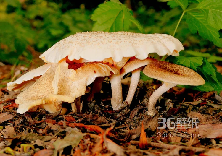 森林里的各种类蘑菇的高清图片9