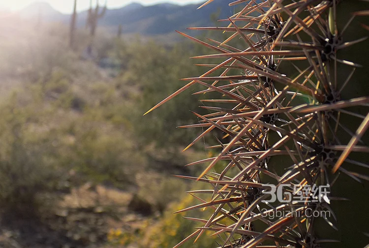 仙人掌，开花的仙人掌图片大全6