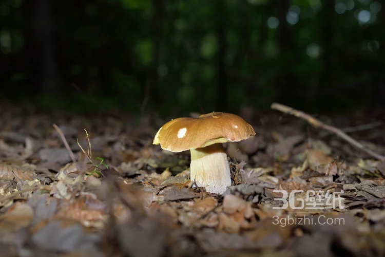 森林里的各种类蘑菇的高清图片16