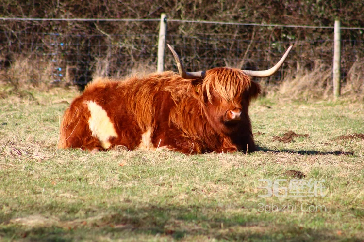 动物界的洗剪吹“牦牛”图片大全8