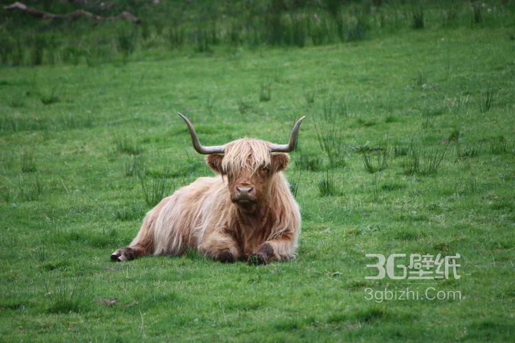 动物界的洗剪吹“牦牛”图片大全13