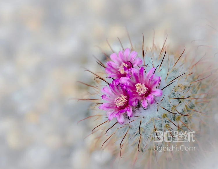 仙人掌，开花的仙人掌图片大全7