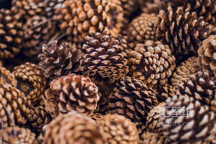 松鼠的美食“松果”的图片4