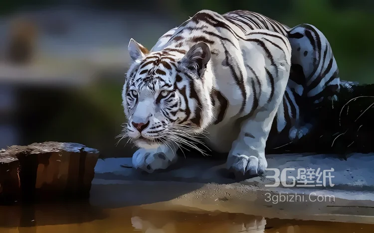 虎中贵族“白虎”图片大全8