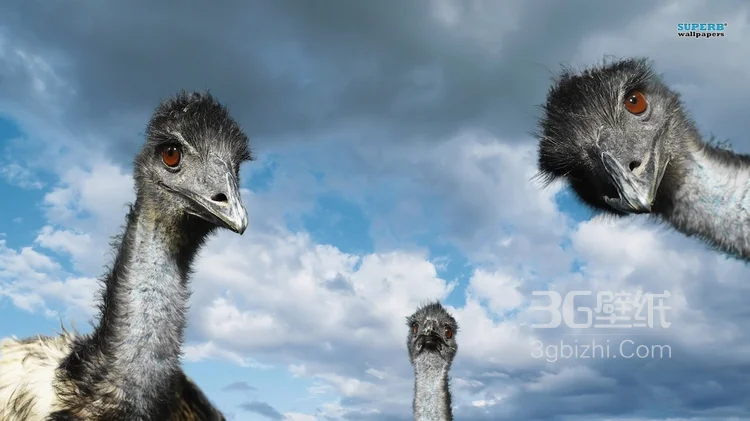 跑步小能手-鸵鸟图片1