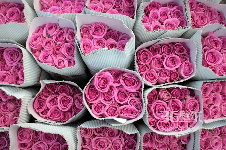 品种和色彩比较罕见的玫瑰花图片5