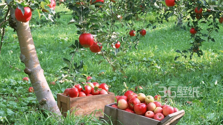 爽脆可口的水果“苹果”高清图片6