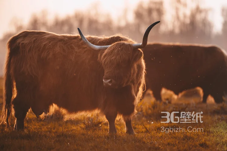 动物界的洗剪吹“牦牛”图片大全15