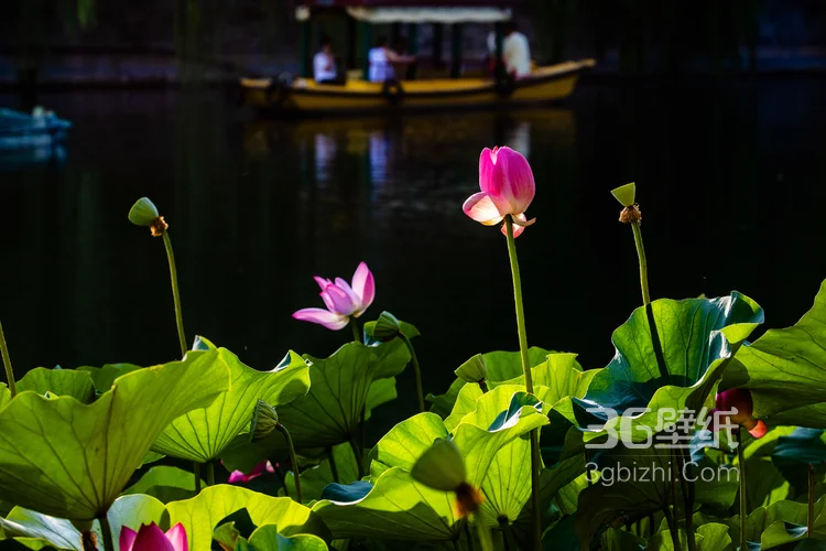 北海公园远眺故宫角楼好看漂亮大气景色图片4