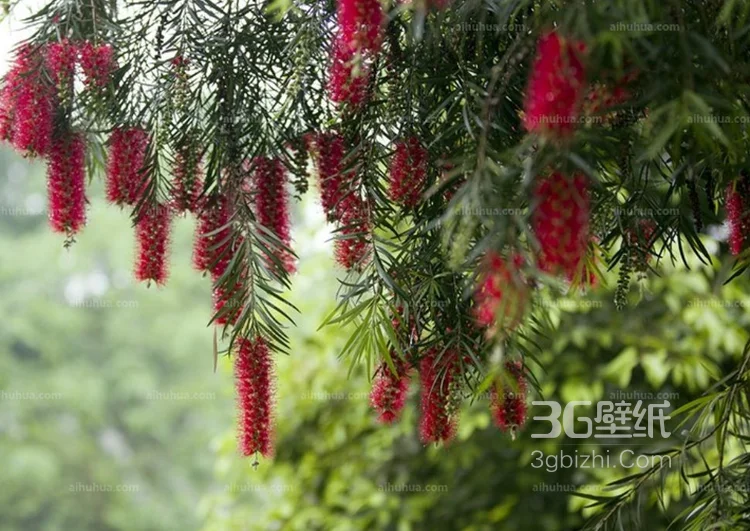 红色串钱柳摄影图片，城市园林常见的观赏性植物花卉3