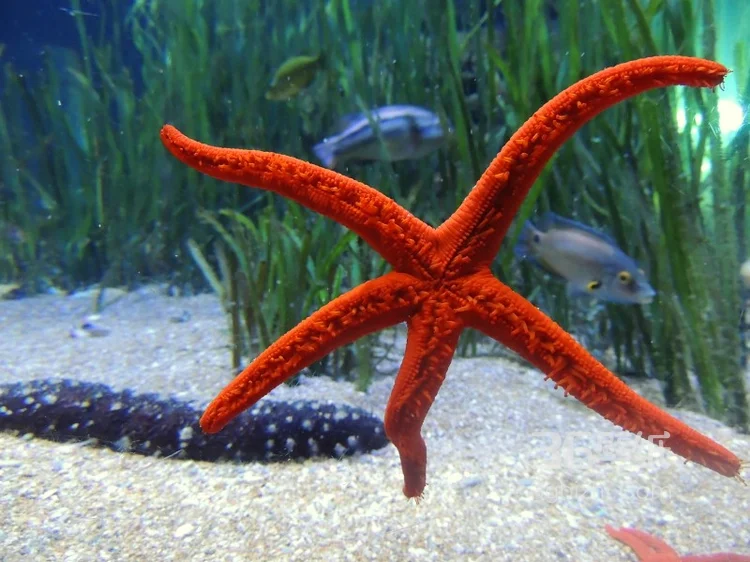 海星图片，颜色各异，不同大小形状的海星好看图片4
