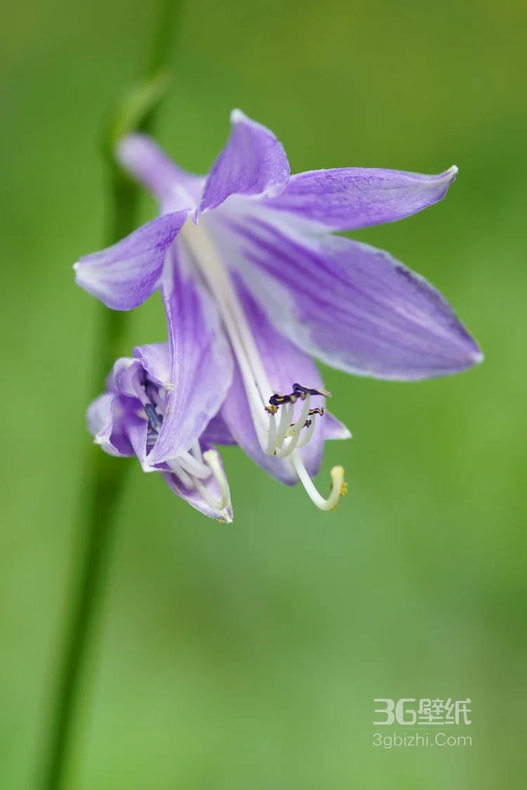 紫玉簪花朵图片，淡蓝色的紫玉簪花好看图片1
