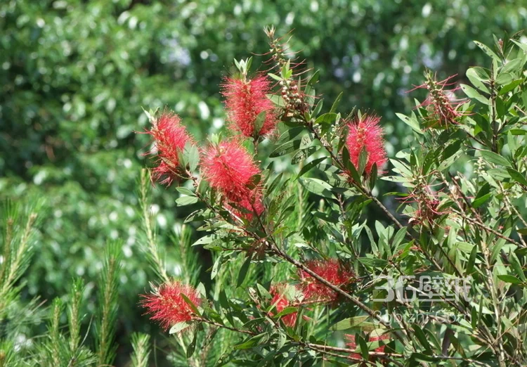 红色串钱柳摄影图片，城市园林常见的观赏性植物花卉5