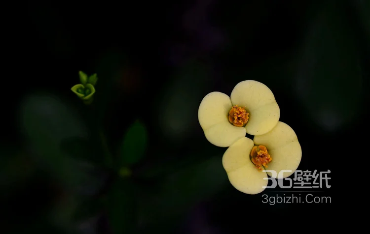 浅黄虎刺梅好看图片，虎刺梅（铁海棠）高清摄影图片3