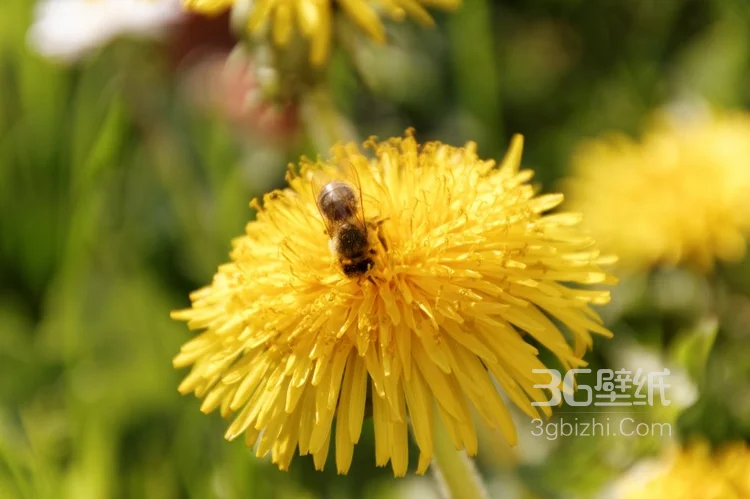 蜜蜂图片，正在采花蜜的蜜蜂唯美摄影图片3