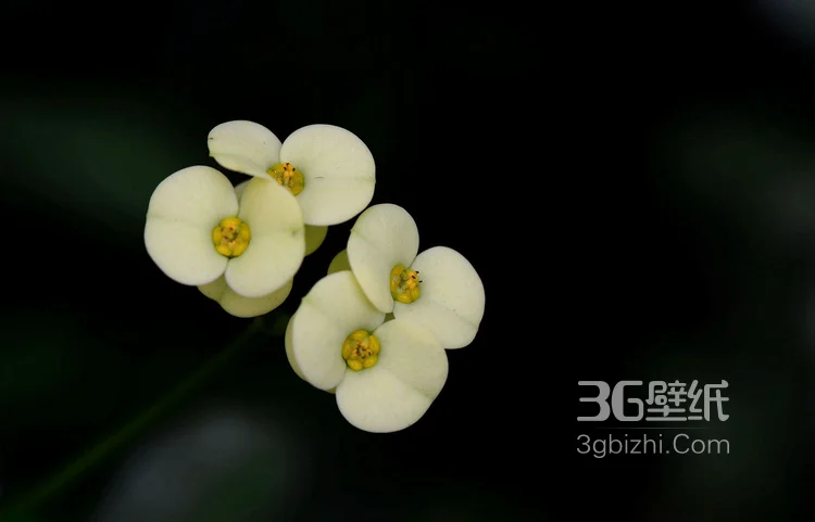 浅黄虎刺梅好看图片，虎刺梅（铁海棠）高清摄影图片2